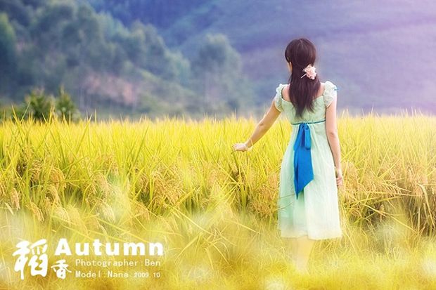 金色稻香主题美女写真